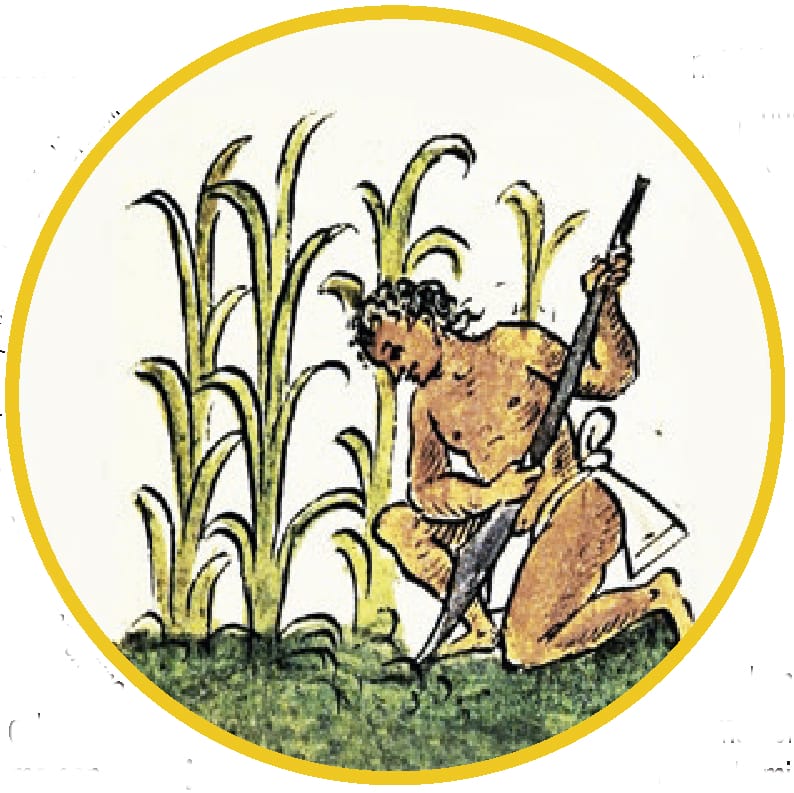 comida indígena,tradición culinaria mexicana,gastronomía mexicana,patrimonio cultural inmaterial de la humanidad,cocina náhuatl,maíz