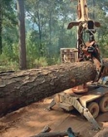 forestal