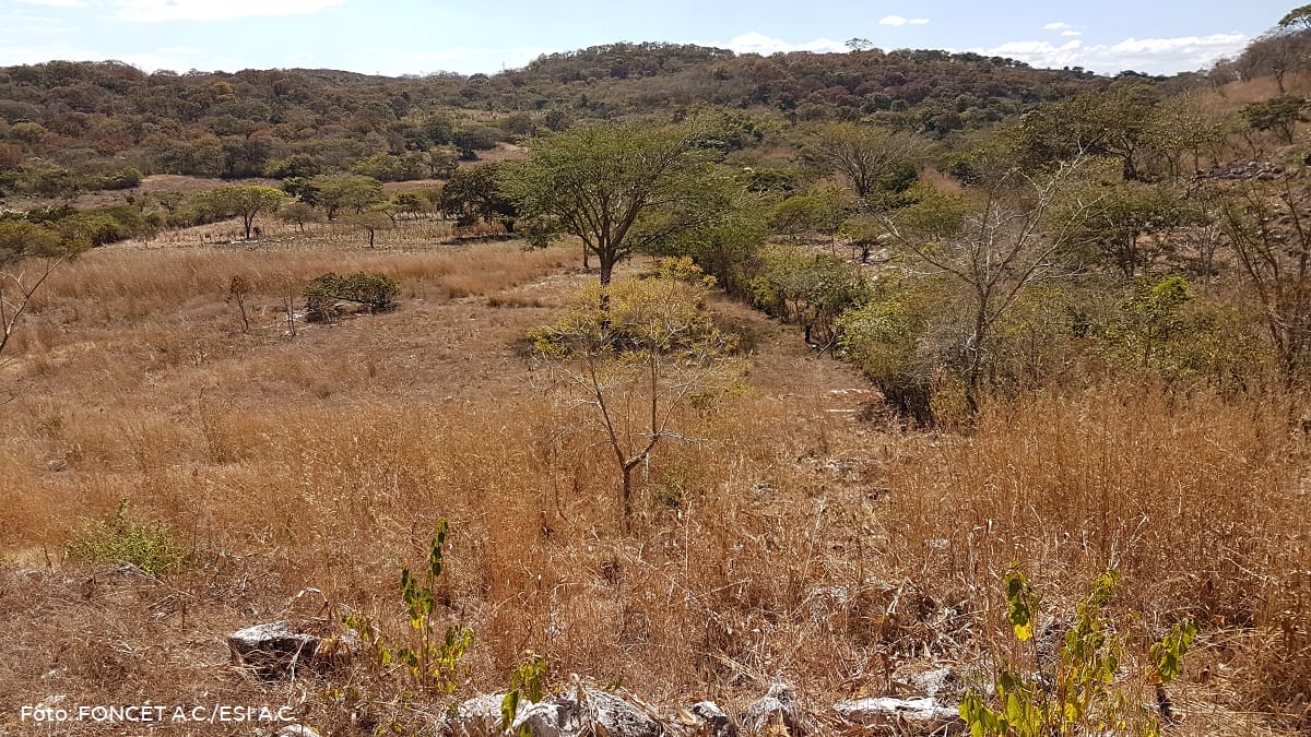 forestal