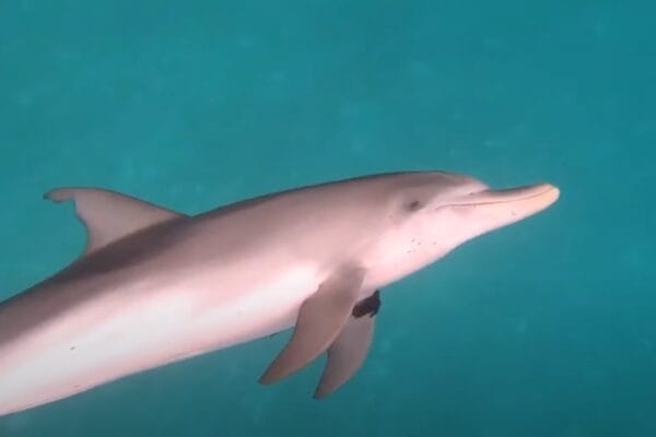 delfin