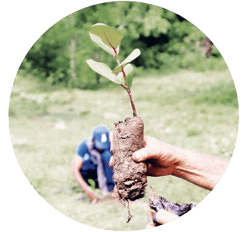 forestal