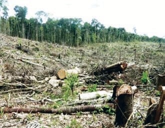 forestal