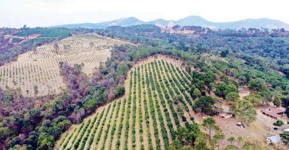 forestal